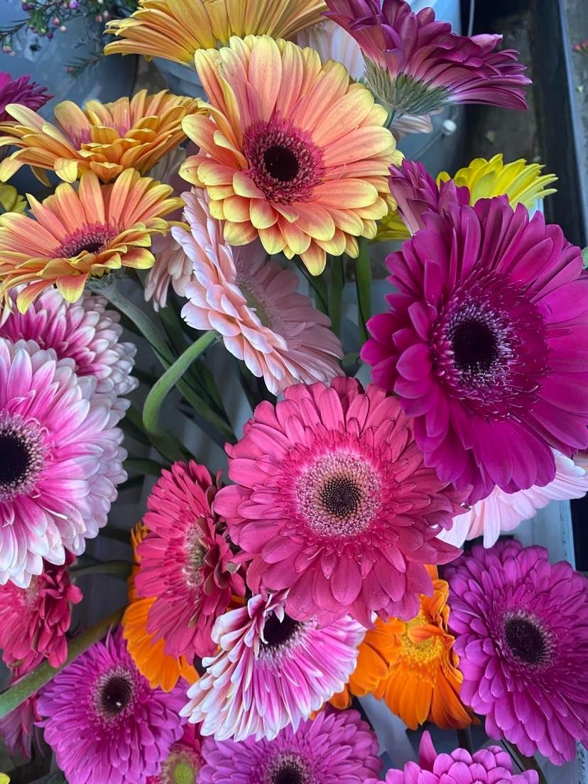 Gerberas